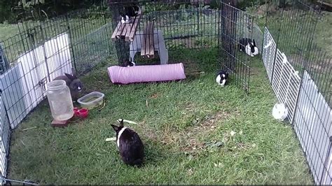 rabbit cam|Live Bunny Cam .